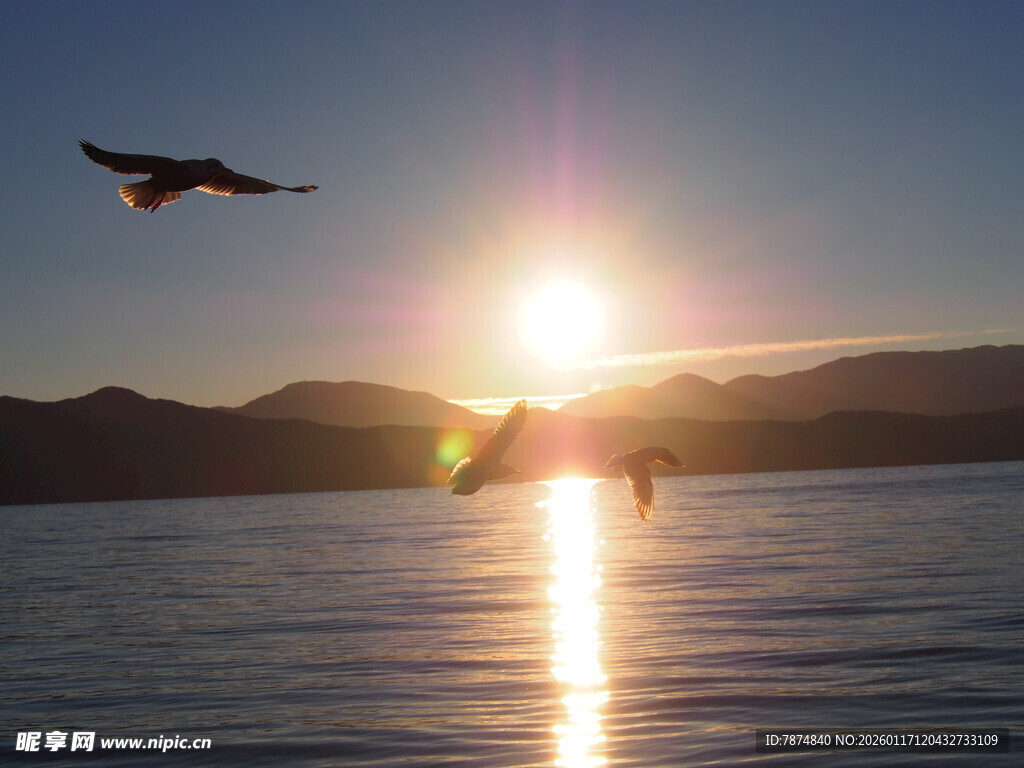 夕阳下飞鸟掠过平静湖面