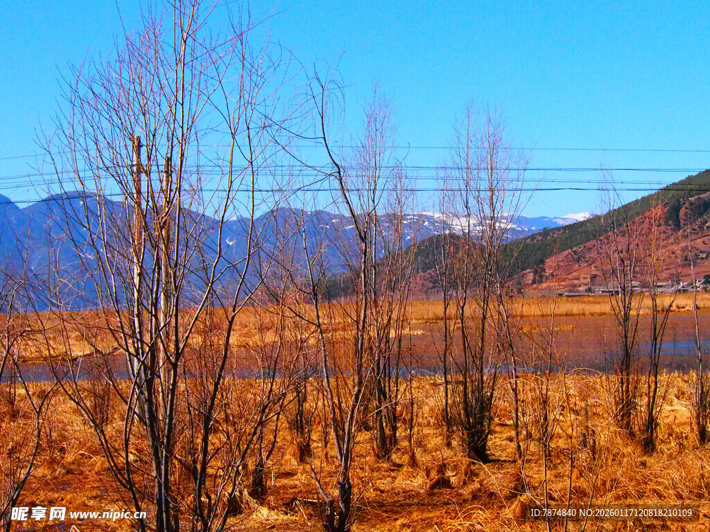 冬日旷野枯树风景