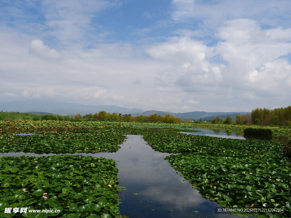 水上绿植景观 清新自然