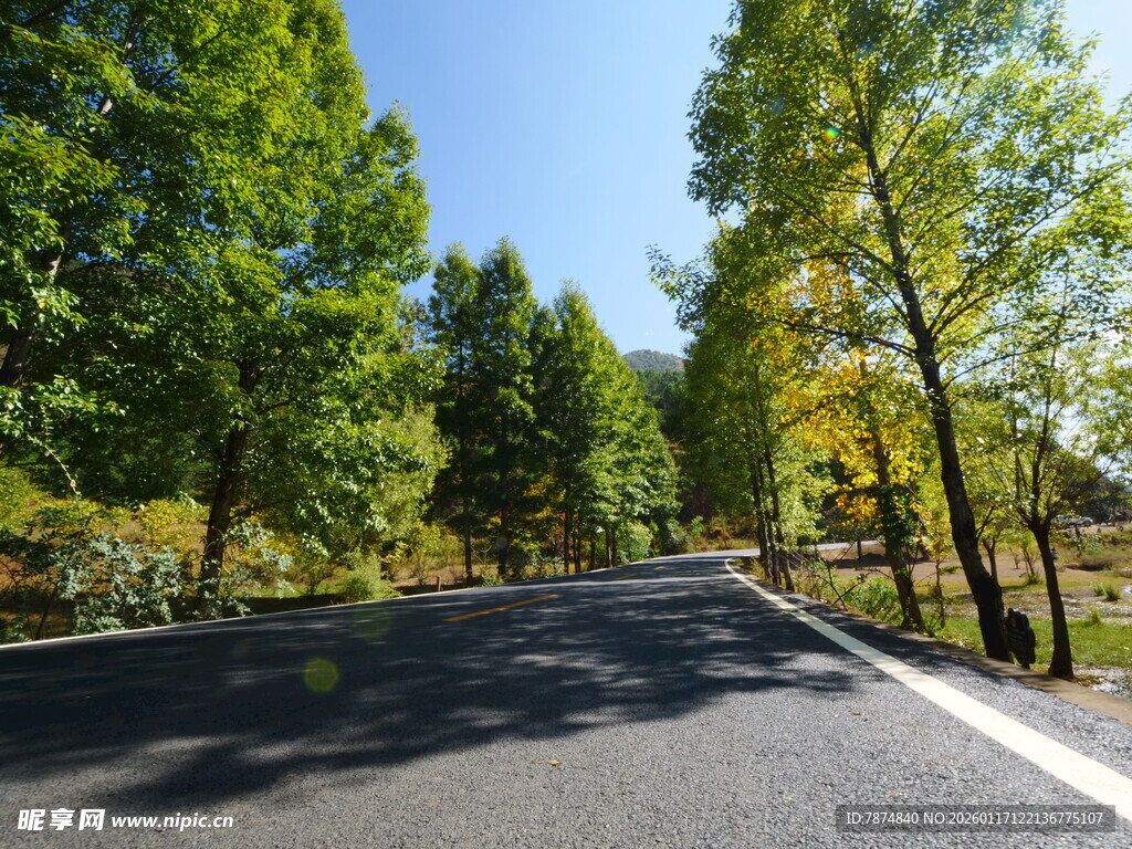 林间柏油路 绿意盎然