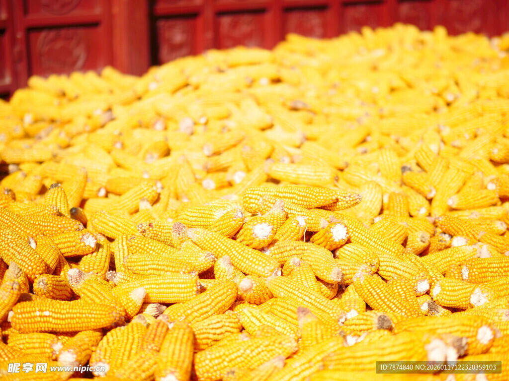 金黄饱满玉米堆
