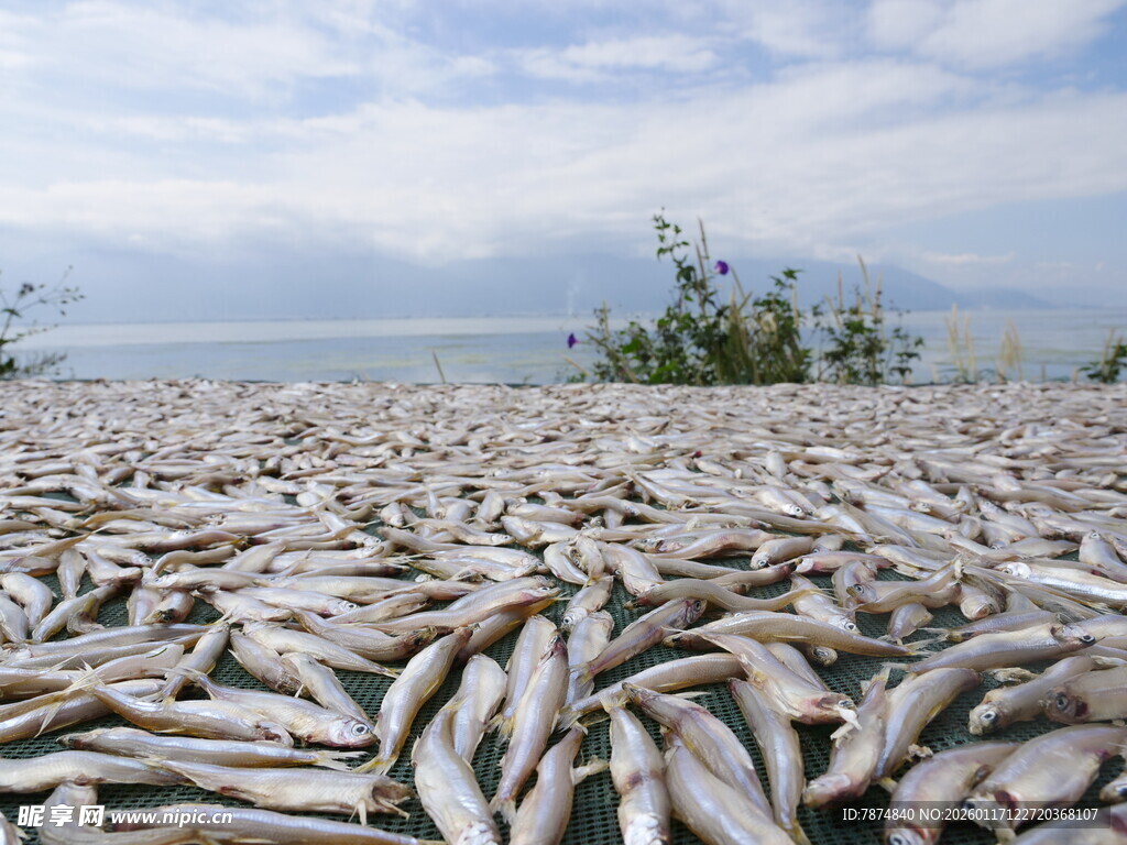 湖畔死鱼堆积成壮观景象