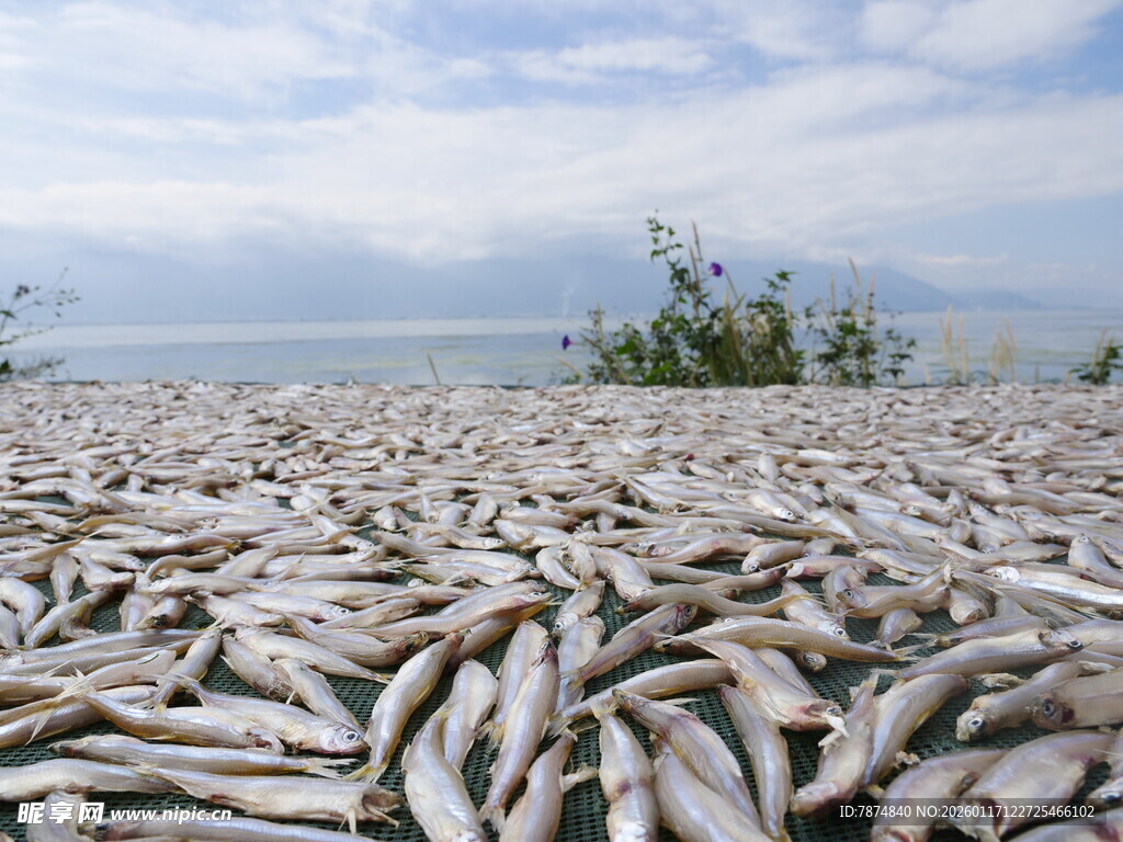 湖畔死鱼堆积场景