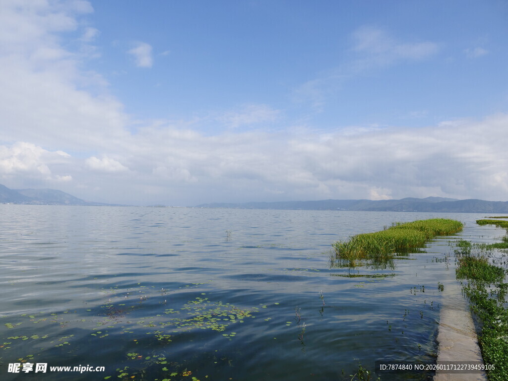 湖畔风光 水波与绿植相映