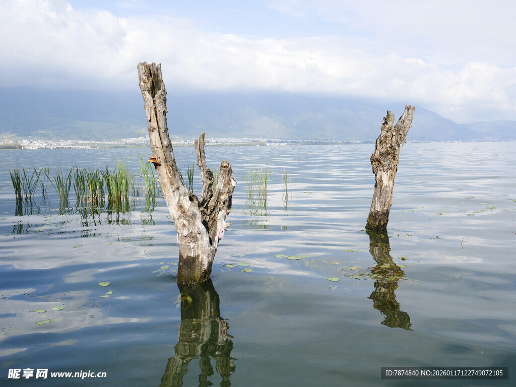 水中枯木 静谧湖景