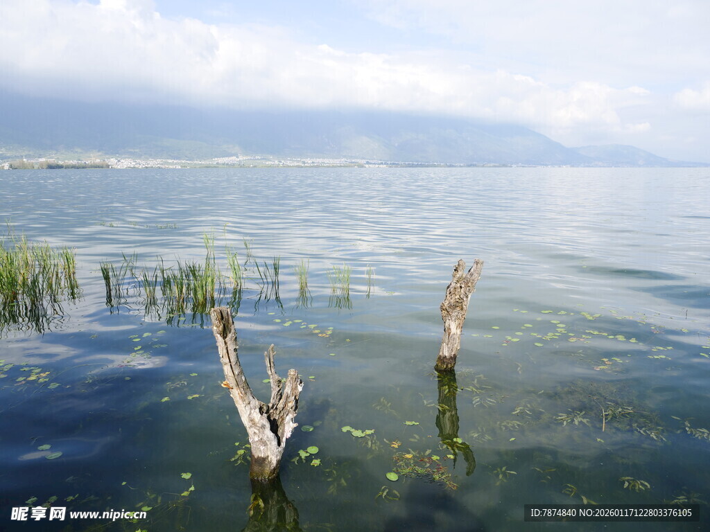 水中枯木的静谧湖景