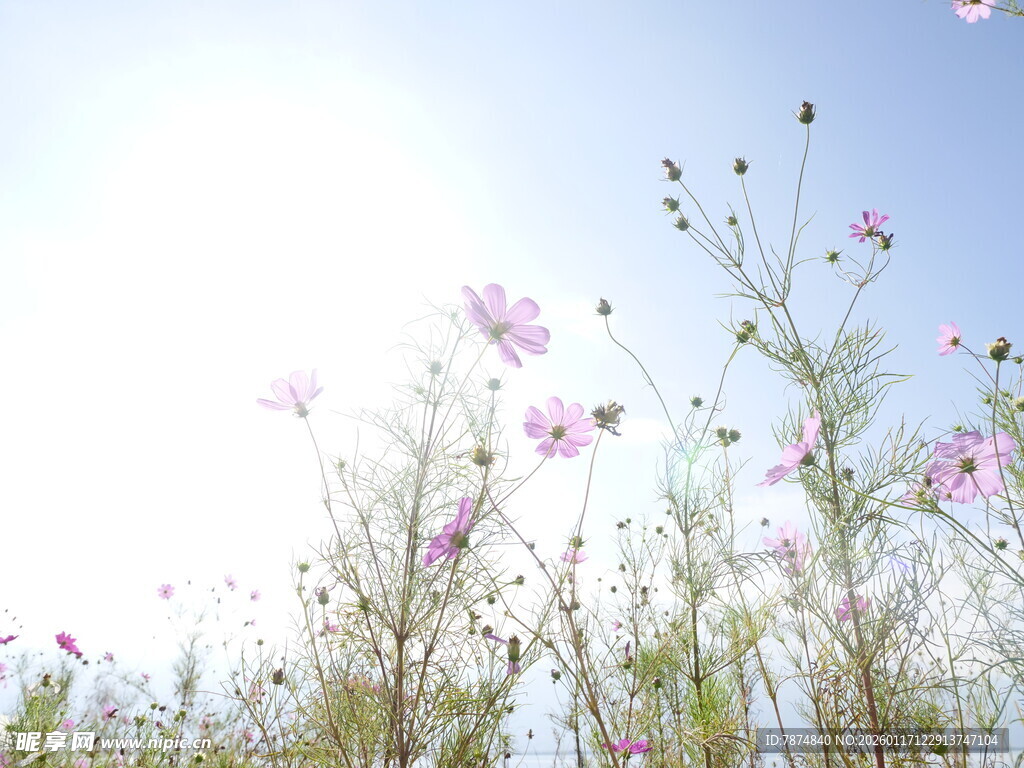 阳光下的烂漫格桑花