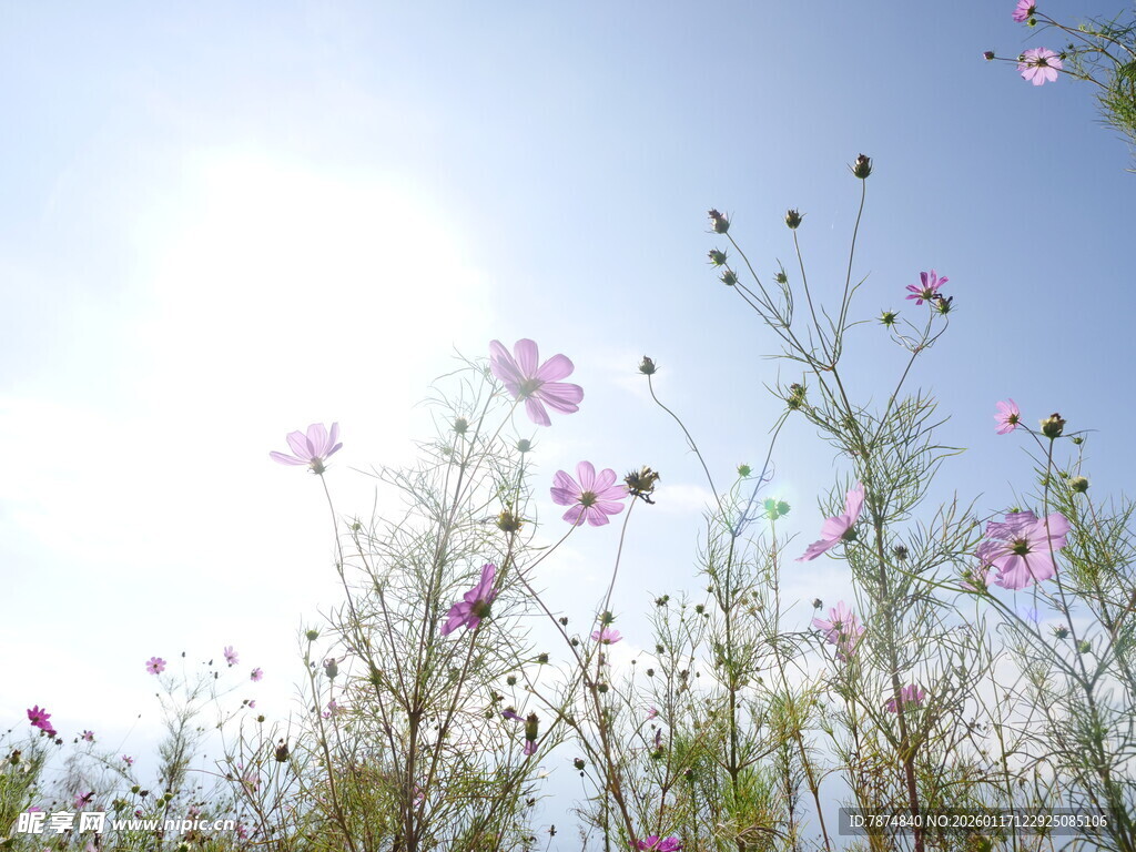 蓝天映衬下的烂漫格桑花