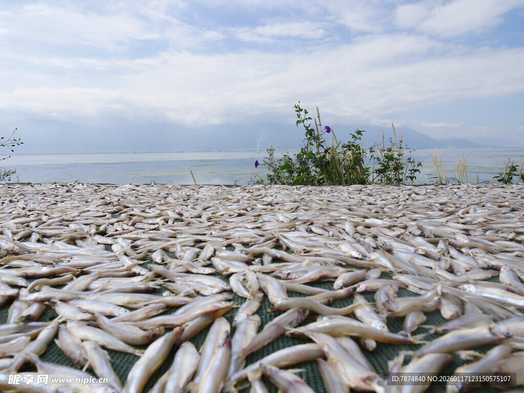 海滩上大量死鱼堆积
