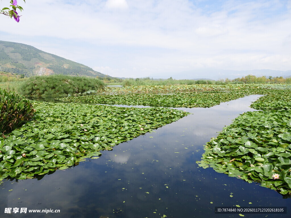 水乡荷塘美景