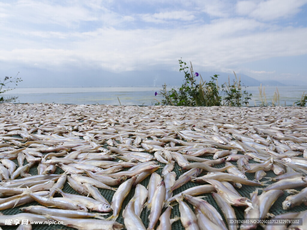 海滩上大量死鱼堆积