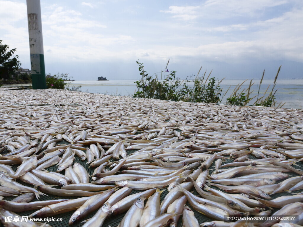 海滩上大量死鱼堆积