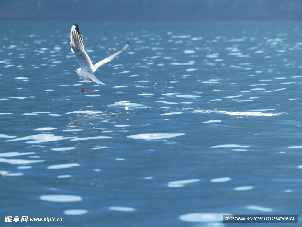 海鸥于海面展翅飞翔