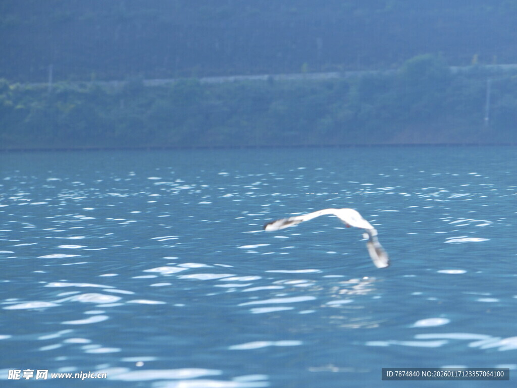 海鸥翱翔于蓝色湖面