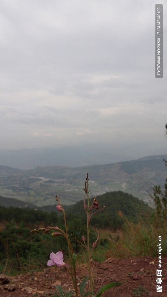 山间远景 一抹淡紫小花