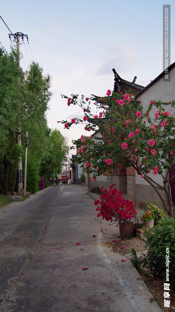 乡村小道旁的秀丽景致