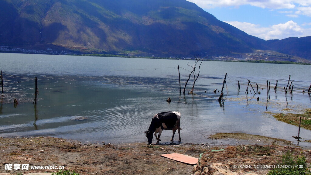 湖畔孤独马匹的静谧景象