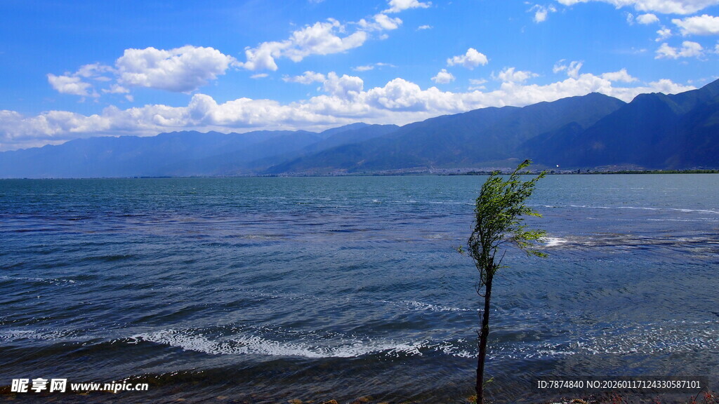 海边孤树与壮阔山水景色