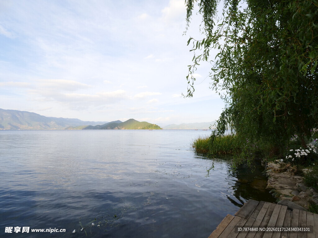 湖畔垂柳 宁静湖水风光