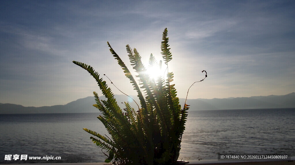 湖畔绿植映日光美景