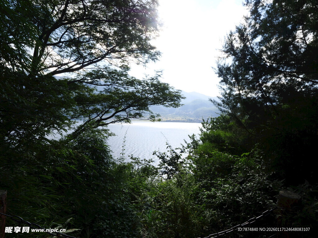 林间望湖景