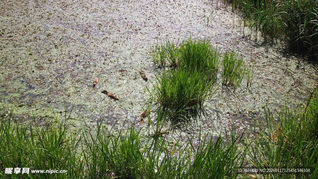 池塘中的水草与浮萍