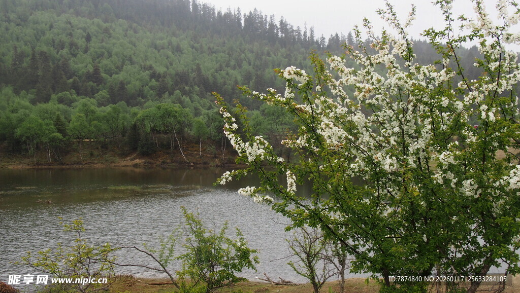 湖畔繁花绽放的自然美景