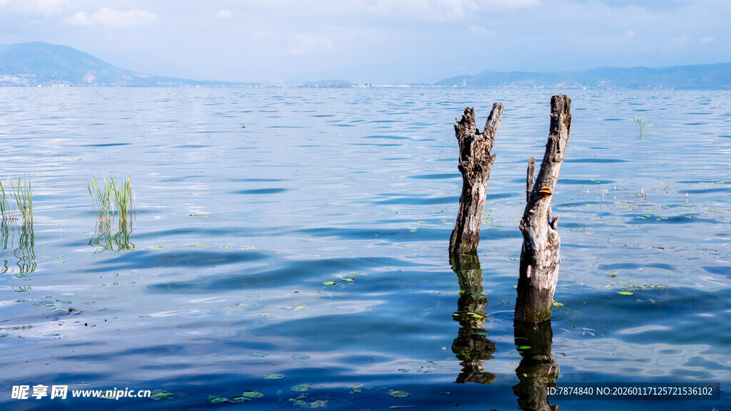 水中枯木 静谧湖景