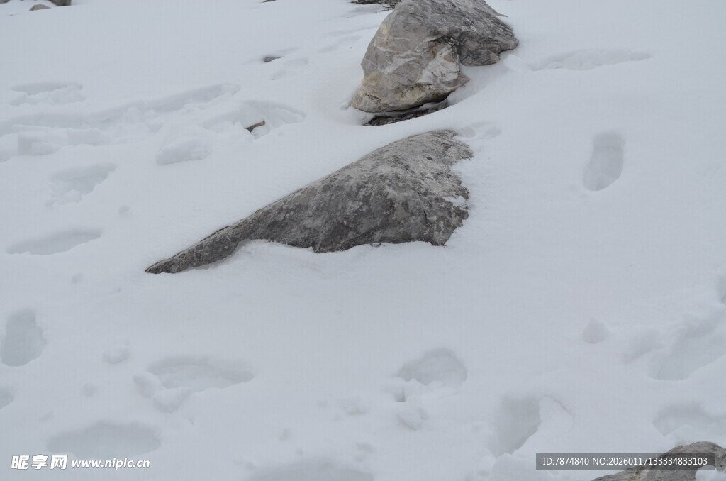 雪地上的石块与动物脚印