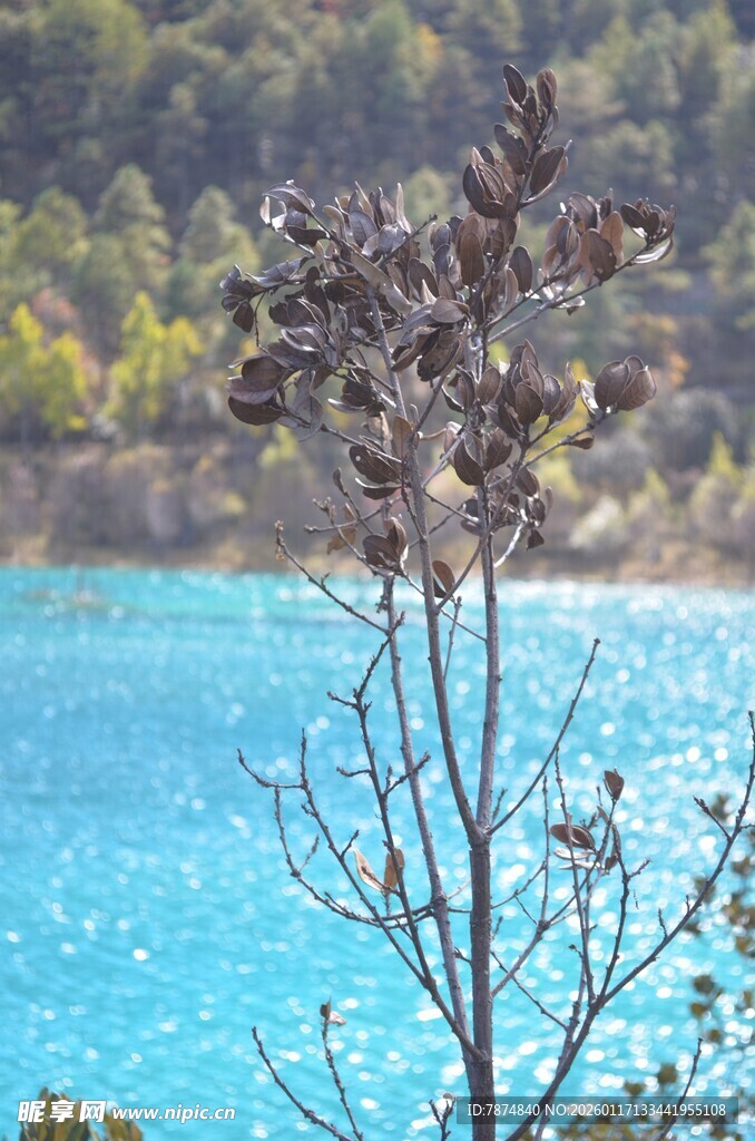 湖畔枯枝与碧蓝湖水