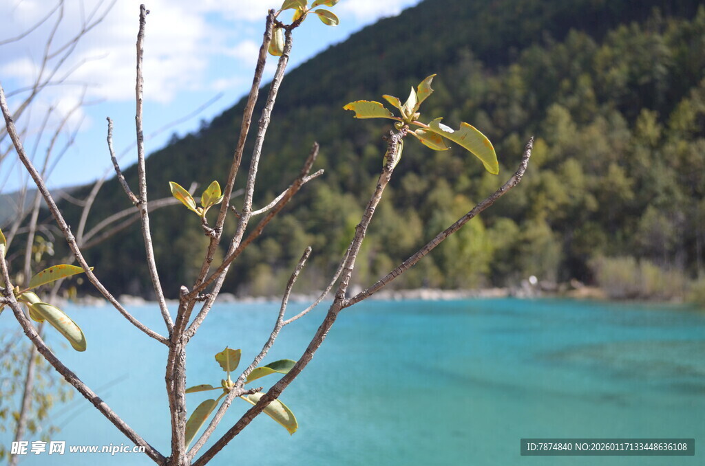 湖畔新枝映碧水
