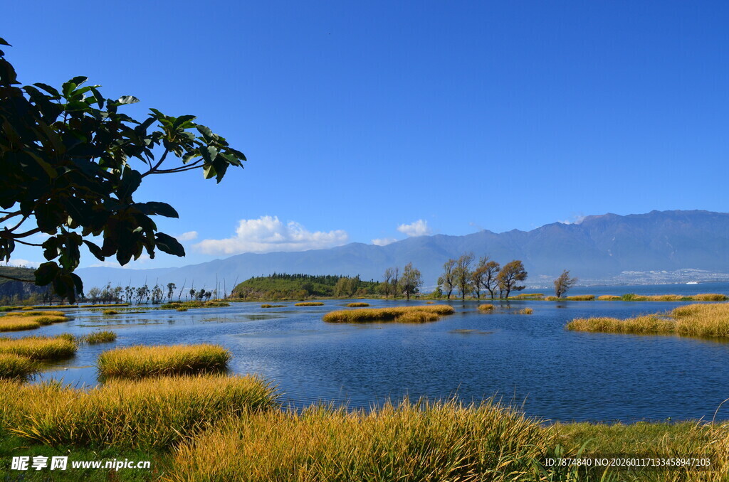 湖畔美景 水草蓝天相映衬