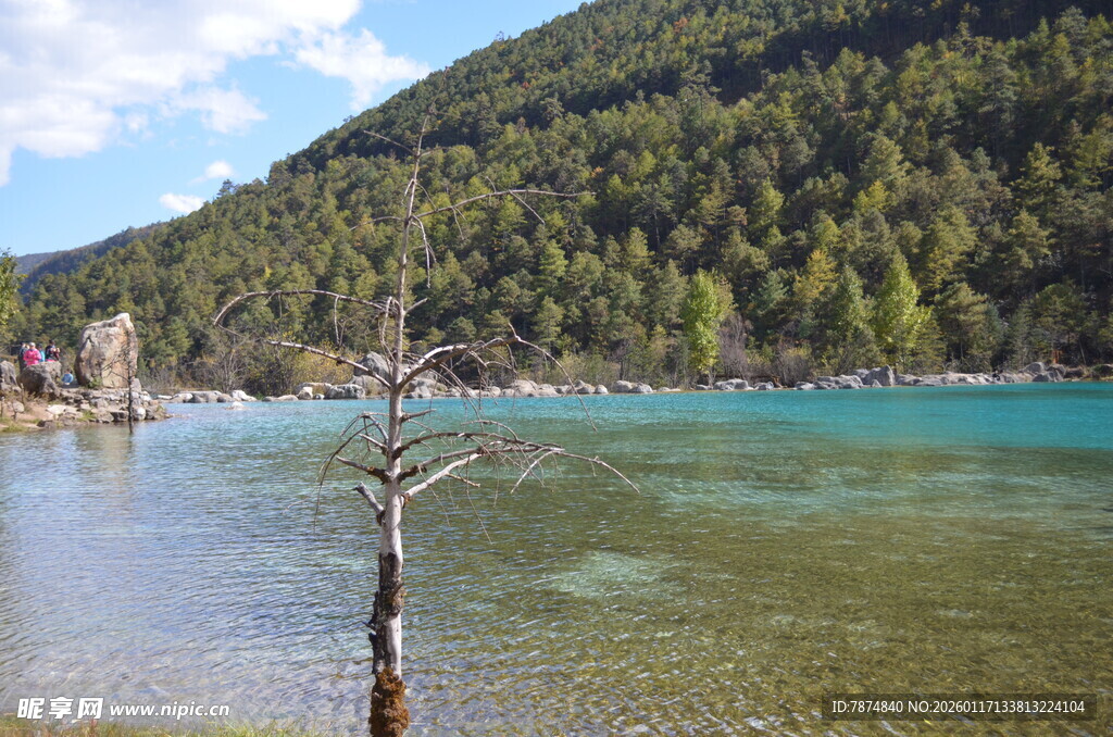 湖畔孤树 青山绿水美景