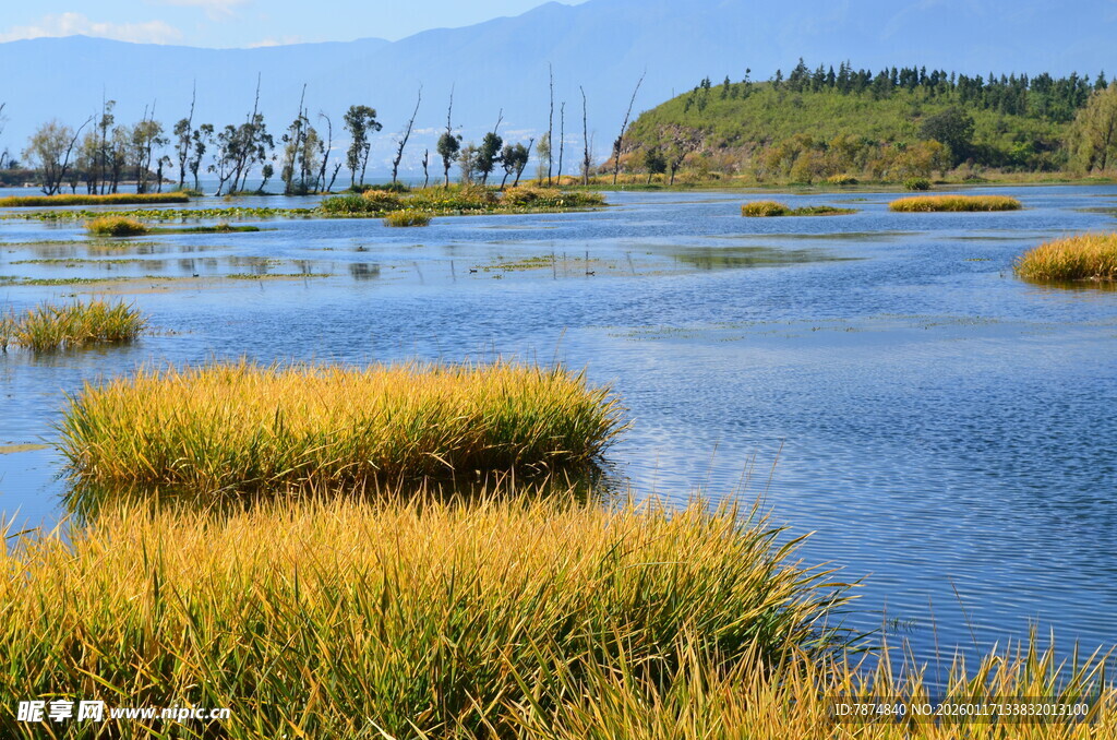 湿地美景 水草与水域相映