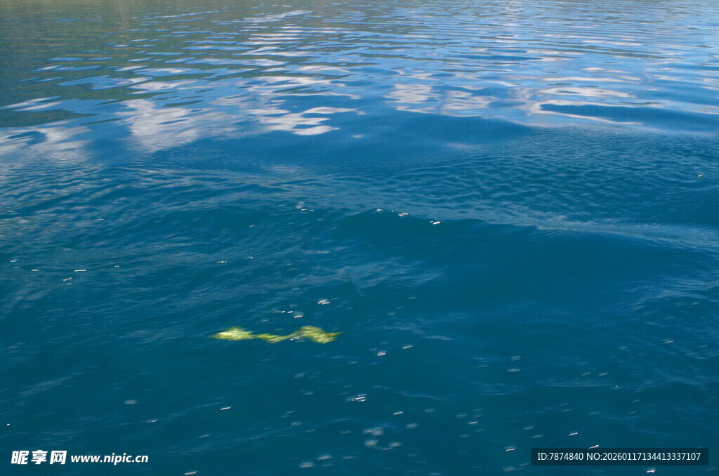 海中浮潜者