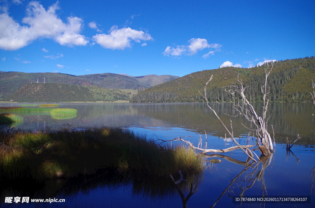 湖畔枯树与蓝天山水美景