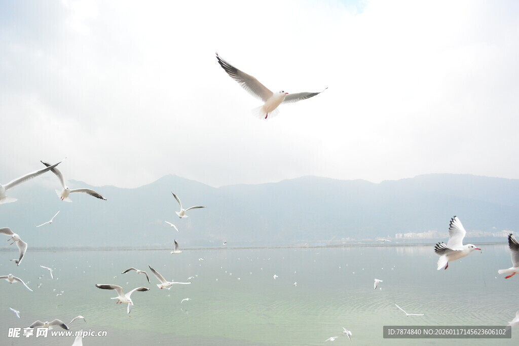 海鸥翱翔于天际