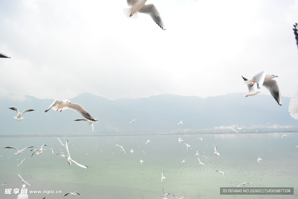 海鸥翱翔于山水之间