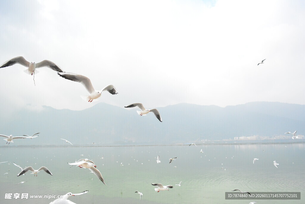 海面上飞翔的成群海鸥