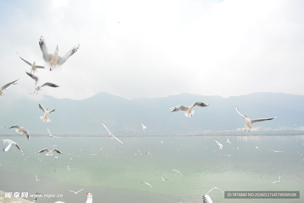 湖畔群鸥飞舞美景