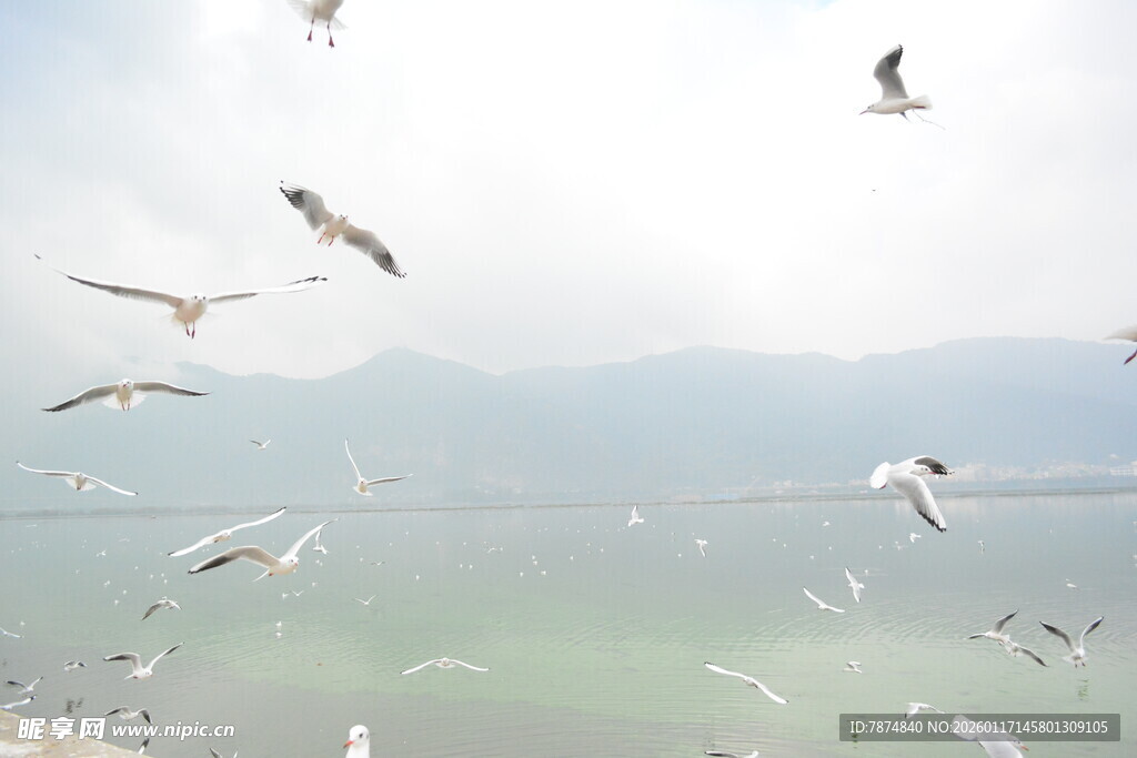 天空中飞翔的成群海鸥