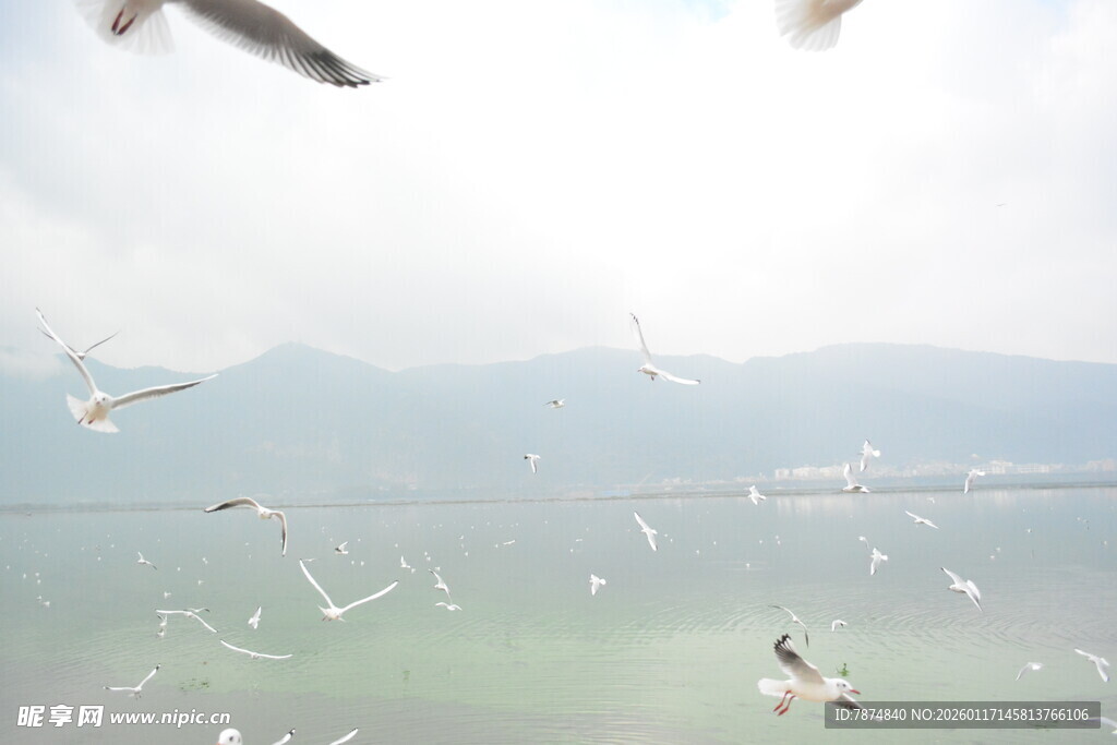 海鸥翱翔于波光粼粼湖面