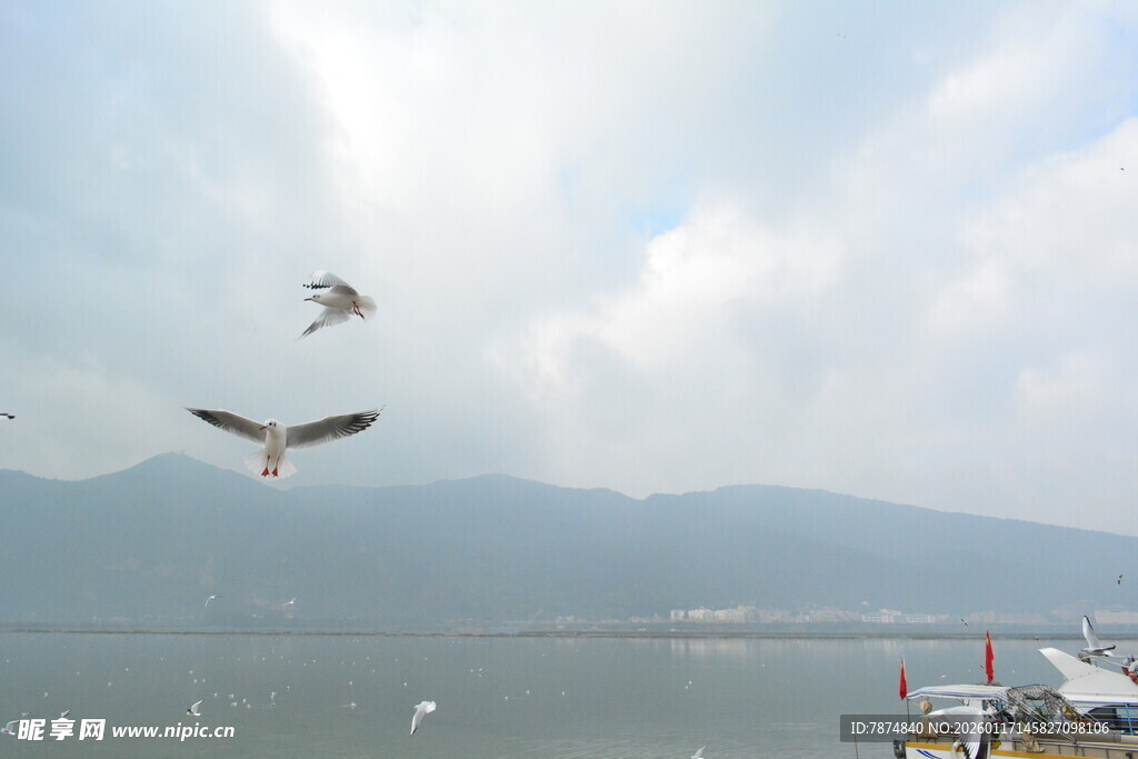 海鸥翱翔于宁静湖畔