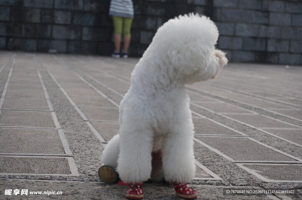 可爱白贵宾犬坐地凝望