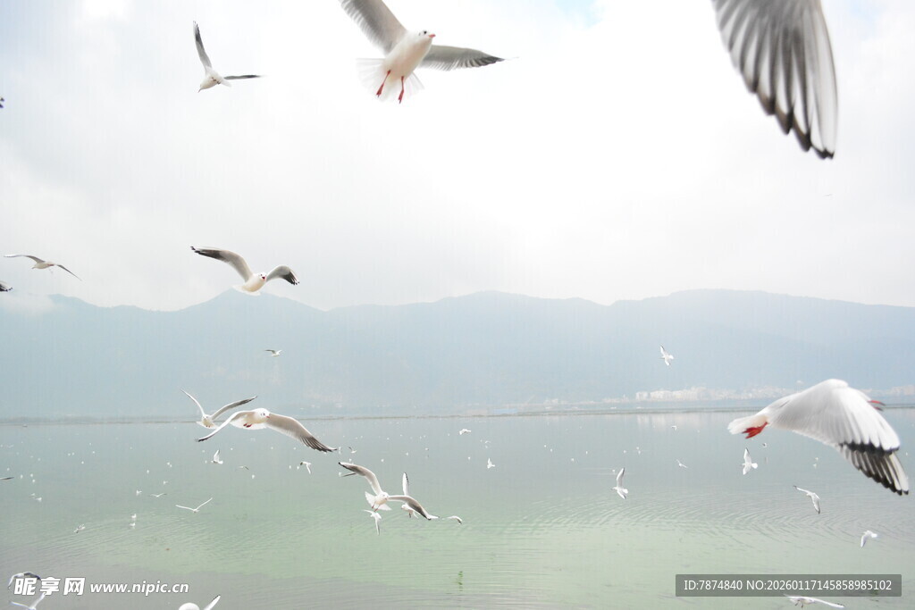 海鸥翱翔于山水之间