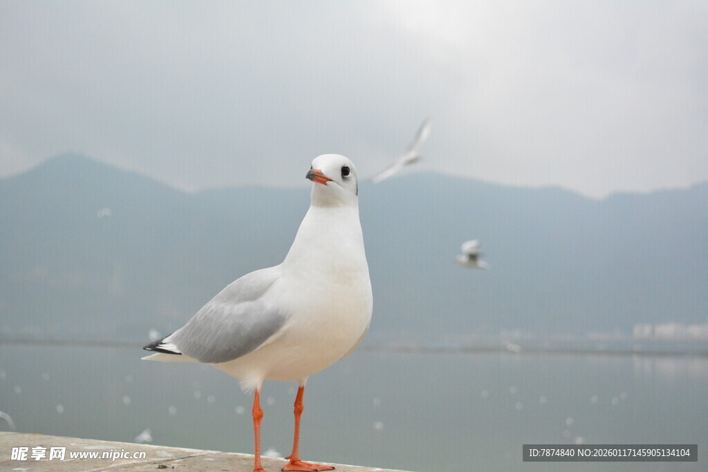 海边站立的白色海鸥