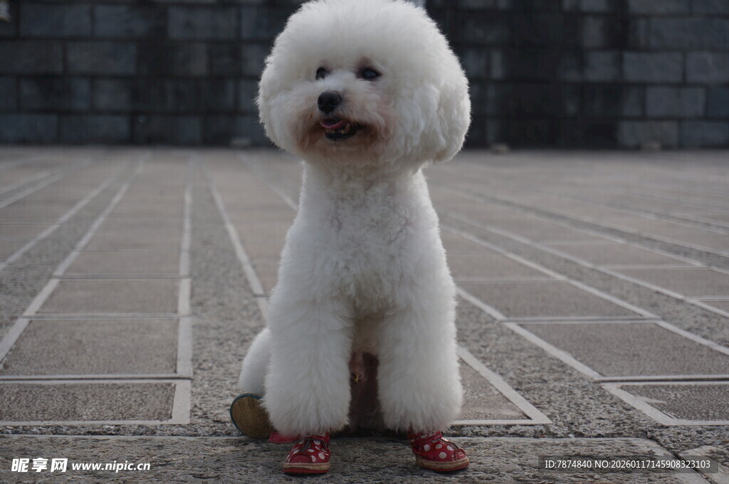 可爱白贵宾犬乖巧蹲坐