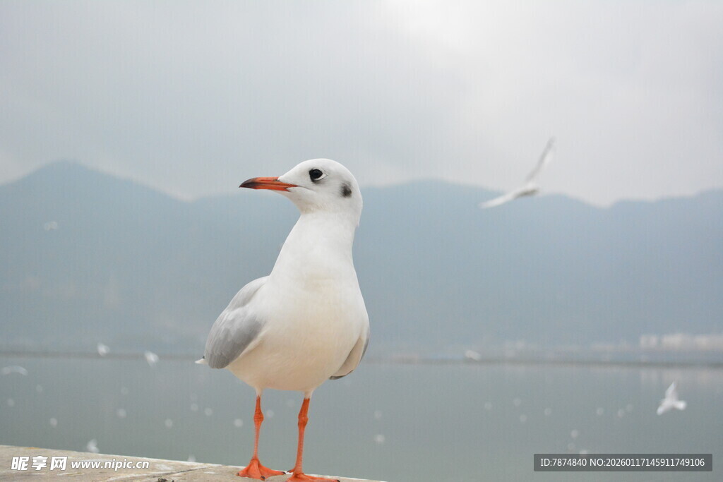 海边白鸥独立