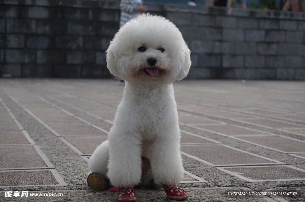 可爱白贵宾犬端坐地面