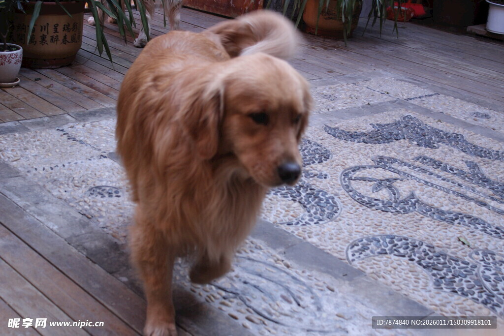 室内漫步的金毛犬